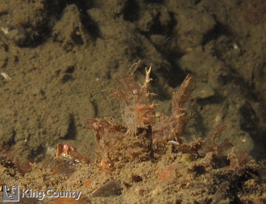Photo of Paracrangon echinata